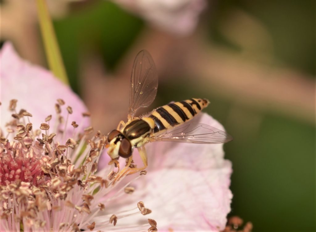 Syrphidae: Sphaerophoria scripta, femmina